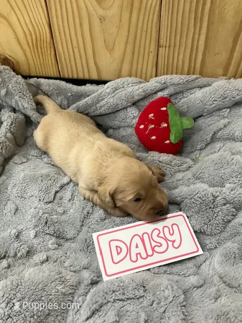 Daisy – Golden Retriever puppy for sale in Loogootee, IN