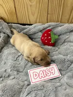 Daisy, a female Golden Retriever for sale in Loogootee, IN – 1 of 5