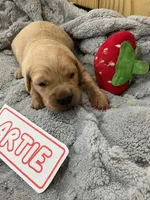 Artie, a male Golden Retriever for sale in Loogootee, IN – 3 of 5