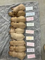 Jack, a male Golden Retriever for sale in Loogootee, IN – 4 of 6