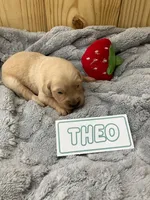 Theo, a male Golden Retriever for sale in Loogootee, IN – 4 of 5