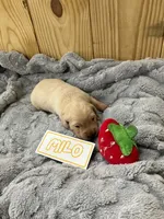 Milo, a male Golden Retriever for sale in Loogootee, IN – 3 of 5