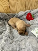Jack, a male Golden Retriever for sale in Loogootee, IN – 3 of 6