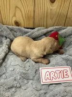 Artie, a male Golden Retriever for sale in Loogootee, IN – 2 of 5