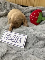 Elsie, a female Golden Retriever for sale in Loogootee, IN – 2 of 4