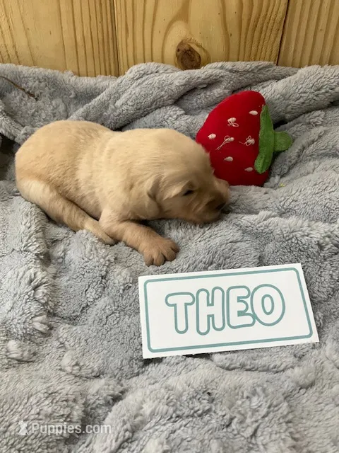 Theo – Golden Retriever puppy for sale in Loogootee, IN
