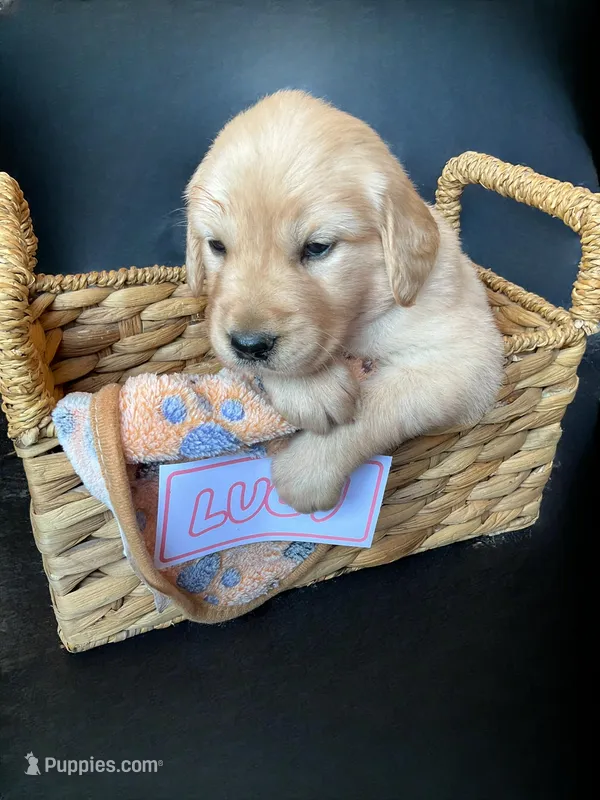 Lucy – Golden Retriever puppy for sale in Loogootee, IN