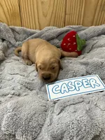 Casper, a male Golden Retriever for sale in Loogootee, IN – 1 of 5