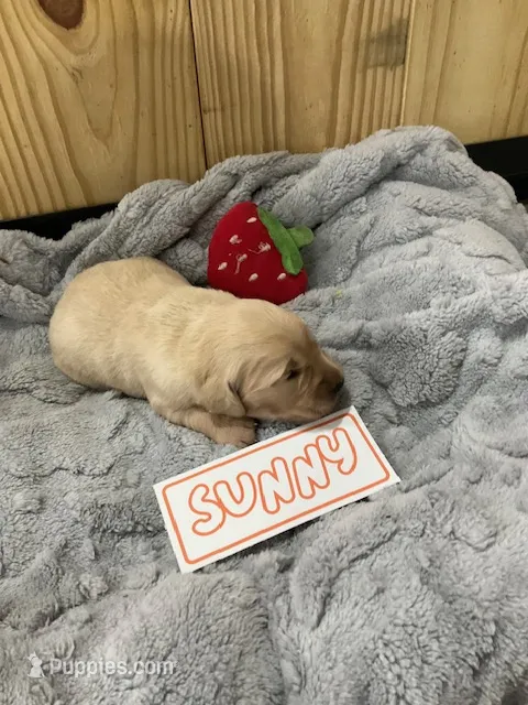 Sunny – Golden Retriever puppy for sale in Loogootee, IN
