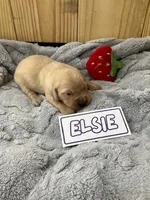 Elsie, a female Golden Retriever for sale in Loogootee, IN – 1 of 4