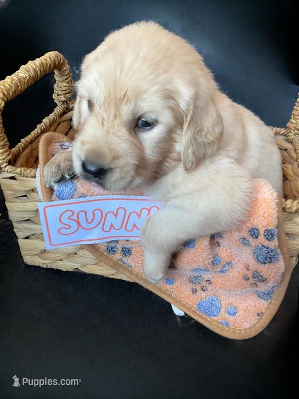 Sunny – Golden Retriever puppy for sale in Loogootee, IN