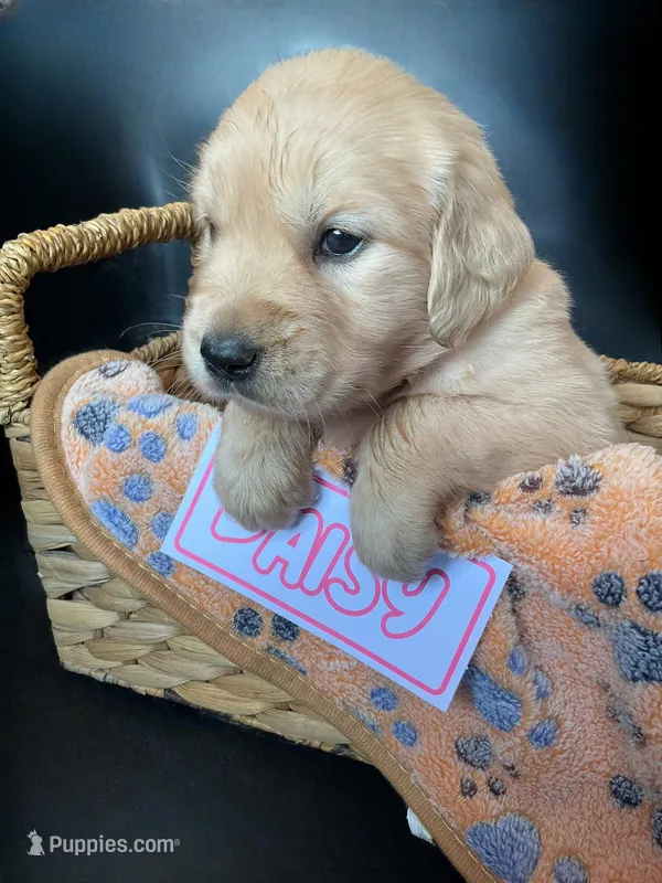 Daisy – Golden Retriever puppy for sale in Loogootee, IN
