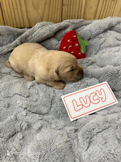 Lucy – Golden Retriever puppy for sale in Loogootee, IN