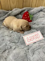 Lucy, a female Golden Retriever for sale in Loogootee, IN – 1 of 5