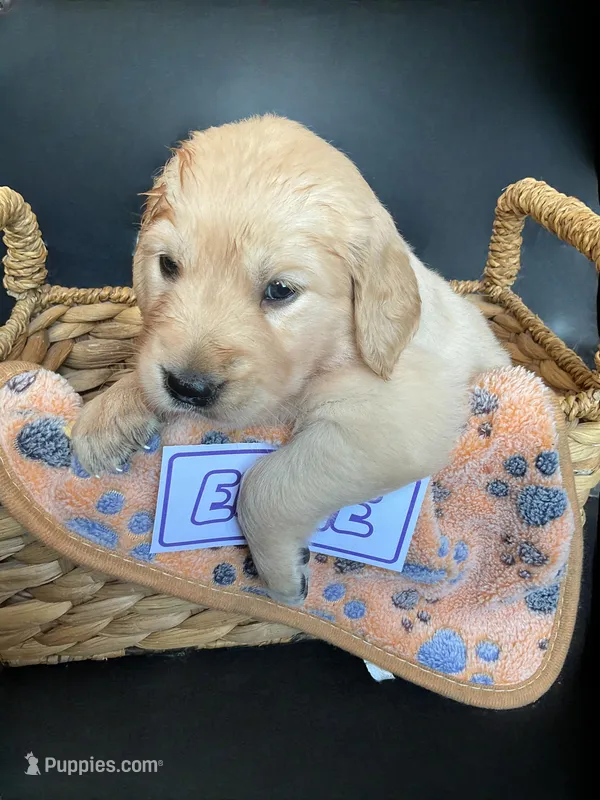 Elsie – Golden Retriever puppy for sale in Loogootee, IN