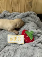 Milo, a male Golden Retriever for sale in Loogootee, IN – 2 of 5