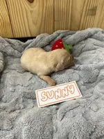 Sunny, a male Golden Retriever for sale in Loogootee, IN – 5 of 6