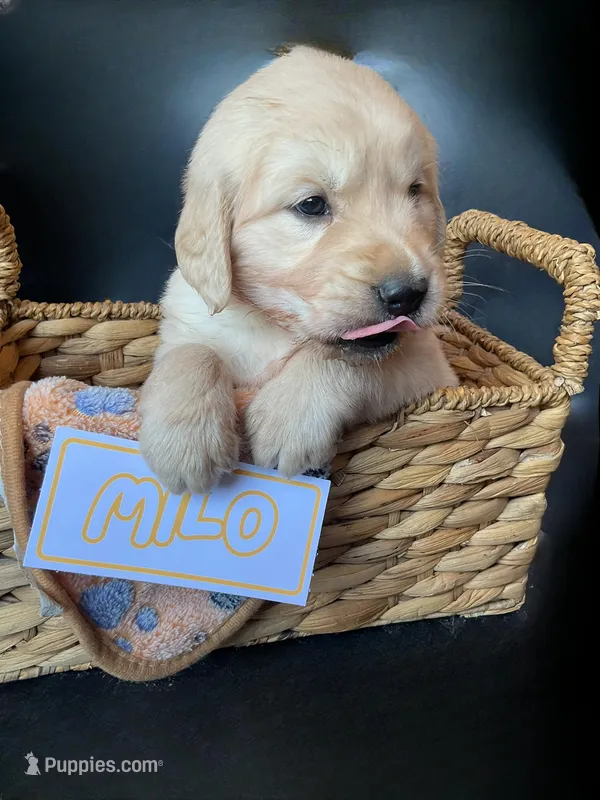 Milo – Golden Retriever puppy for sale in Loogootee, IN