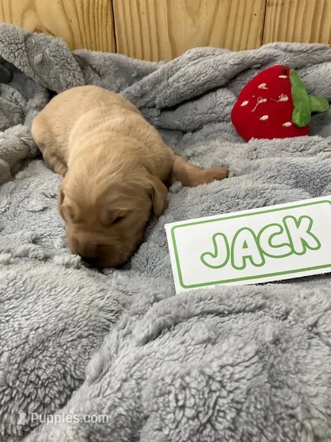 Jack – Golden Retriever puppy for sale in Loogootee, IN