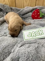 Jack, a male Golden Retriever for sale in Loogootee, IN – 1 of 6
