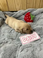 Daisy, a female Golden Retriever for sale in Loogootee, IN – 3 of 5