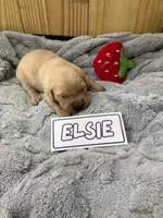 Elsie, a female Golden Retriever for sale in Loogootee, IN – 4 of 4