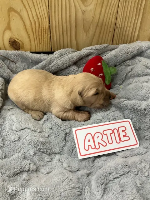 Artie – Golden Retriever puppy for sale in Loogootee, IN