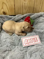 Artie, a male Golden Retriever for sale in Loogootee, IN – 1 of 5