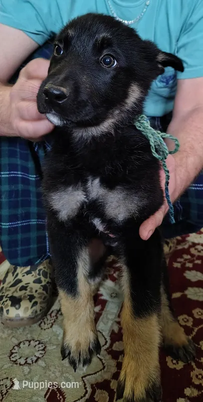 Ms. Luna, a female German Shepherd Dog for sale in Benson, NC – Photo 1 of 1