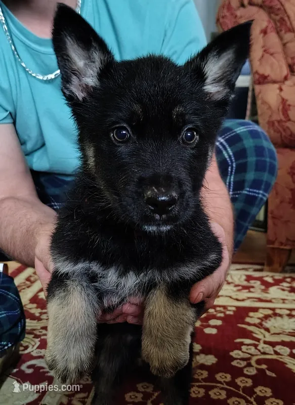 Ms Green, a female German Shepherd Dog for sale in Benson, NC – Photo 1 of 1