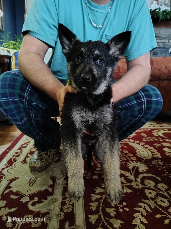 Scout , a male German Shepherd Dog for sale in Benson, NC – Photo 1 of 1