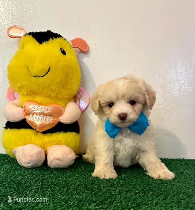 Chico , a male Maltipoo for sale in Santa Clarita, CA – Photo 1 of 2