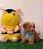 Ted, a male Maltipoo for sale in Santa Clarita, CA – Photo 3 of 3