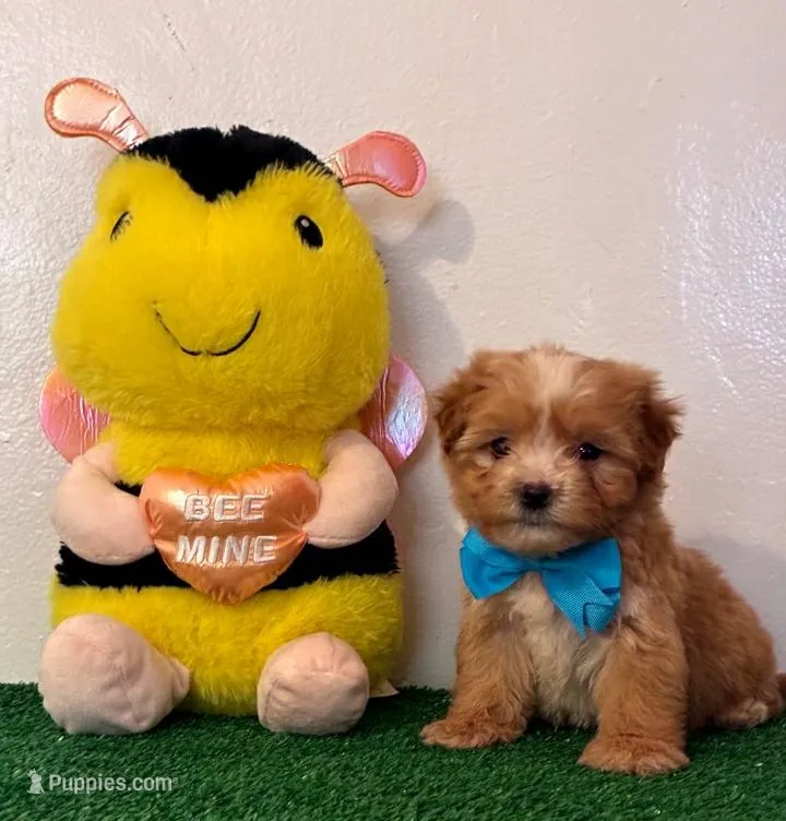 Ted, a male Maltipoo for sale in Santa Clarita, CA – Photo 1 of 3