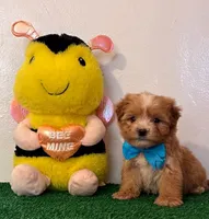 Ted, a male Maltipoo for sale in Santa Clarita, CA – Photo 1 of 3