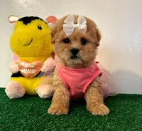 Daisy, a female Maltipoo for sale in Santa Clarita, CA – Photo 3 of 5