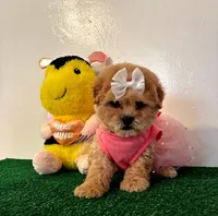 Daisy, a female Maltipoo for sale in Santa Clarita, CA – Photo 2 of 5