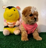 Daisy, a female Maltipoo for sale in Santa Clarita, CA – Photo 4 of 5