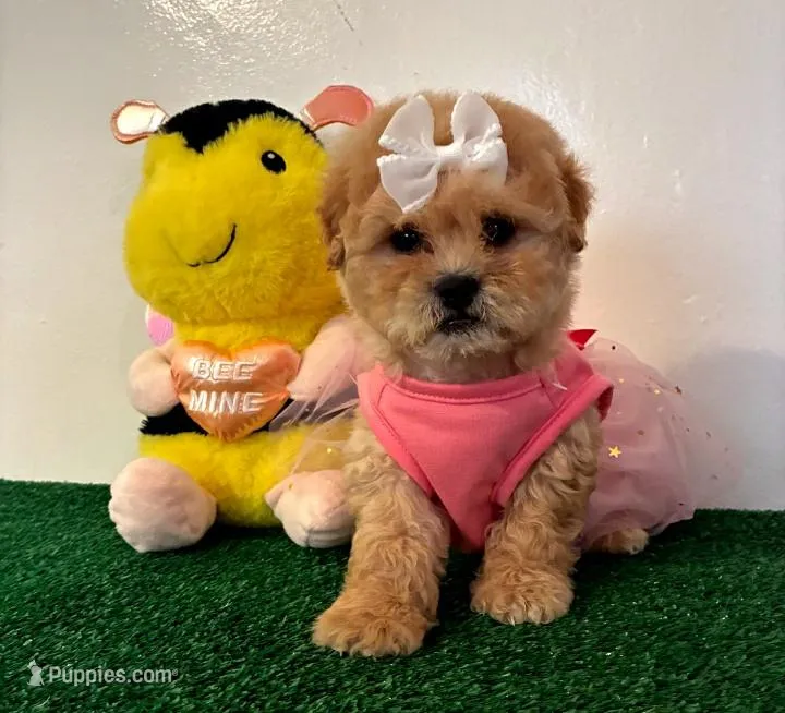 Daisy, a female Maltipoo for sale in Santa Clarita, CA – Photo 1 of 5