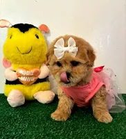 Daisy, a female Maltipoo for sale in Santa Clarita, CA – Photo 5 of 5