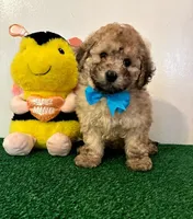 Potato 🥔, a male Maltipoo for sale in Santa Clarita, CA – Photo 3 of 4