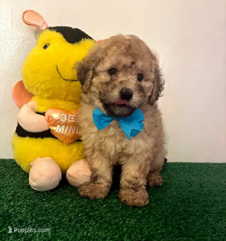 Potato 🥔, a male Maltipoo for sale in Santa Clarita, CA – Photo 1 of 4