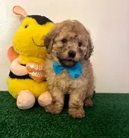 Potato 🥔, a male Maltipoo for sale in Santa Clarita, CA – Photo 1 of 4