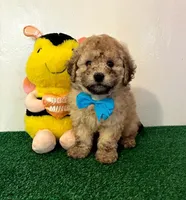 Potato 🥔, a male Maltipoo for sale in Santa Clarita, CA – Photo 2 of 4