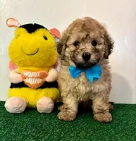 Potato 🥔, a male Maltipoo for sale in Santa Clarita, CA – Photo 4 of 4