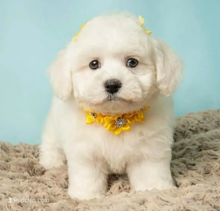 Molly , a female Maltipoo for sale in Santa Clarita, CA – Photo 1 of 1