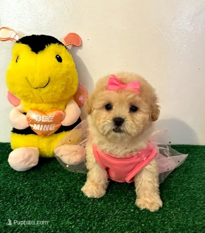 Corazón , a female Maltipoo for sale in Santa Clarita, CA – Photo 1 of 4