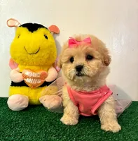 Corazón , a female Maltipoo for sale in Santa Clarita, CA – Photo 4 of 4