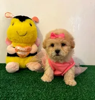 Corazón , a female Maltipoo for sale in Santa Clarita, CA – Photo 2 of 4
