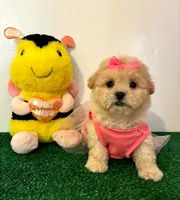 Corazón , a female Maltipoo for sale in Santa Clarita, CA – Photo 3 of 4